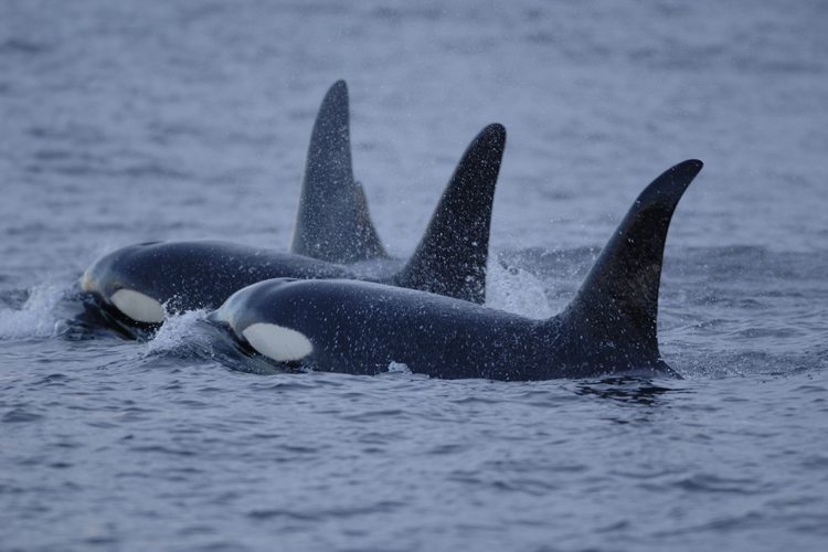 Orca