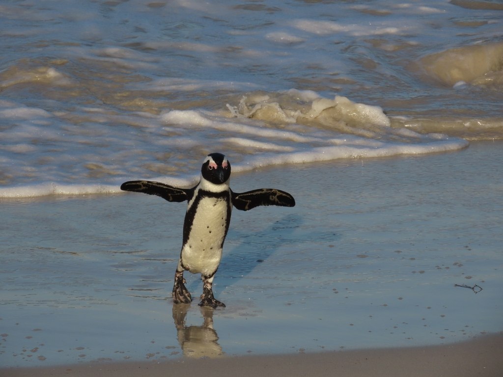 African Penguin