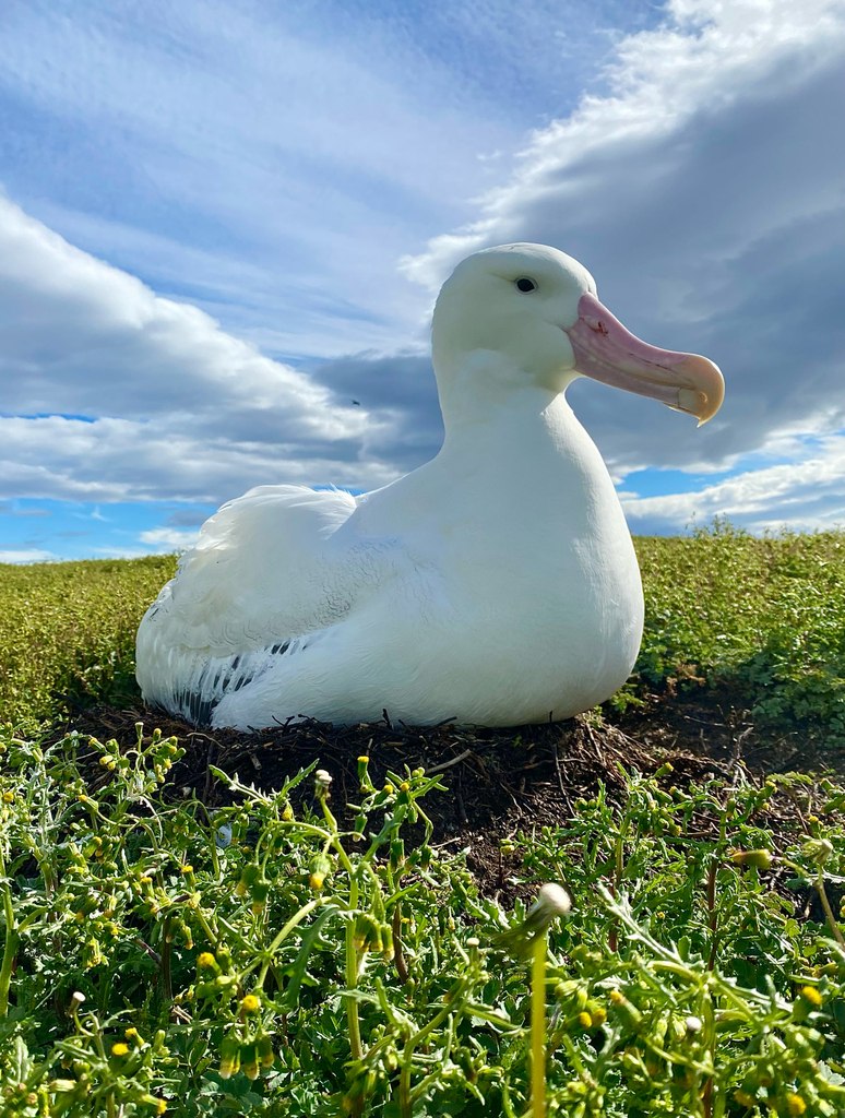 Albatross
