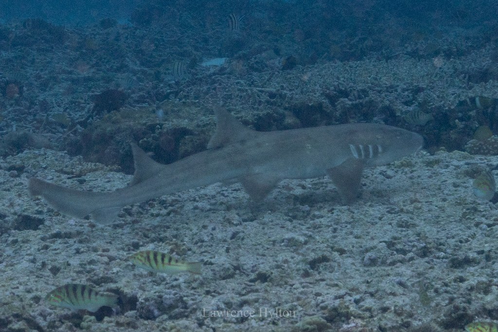 Bamboo Shark