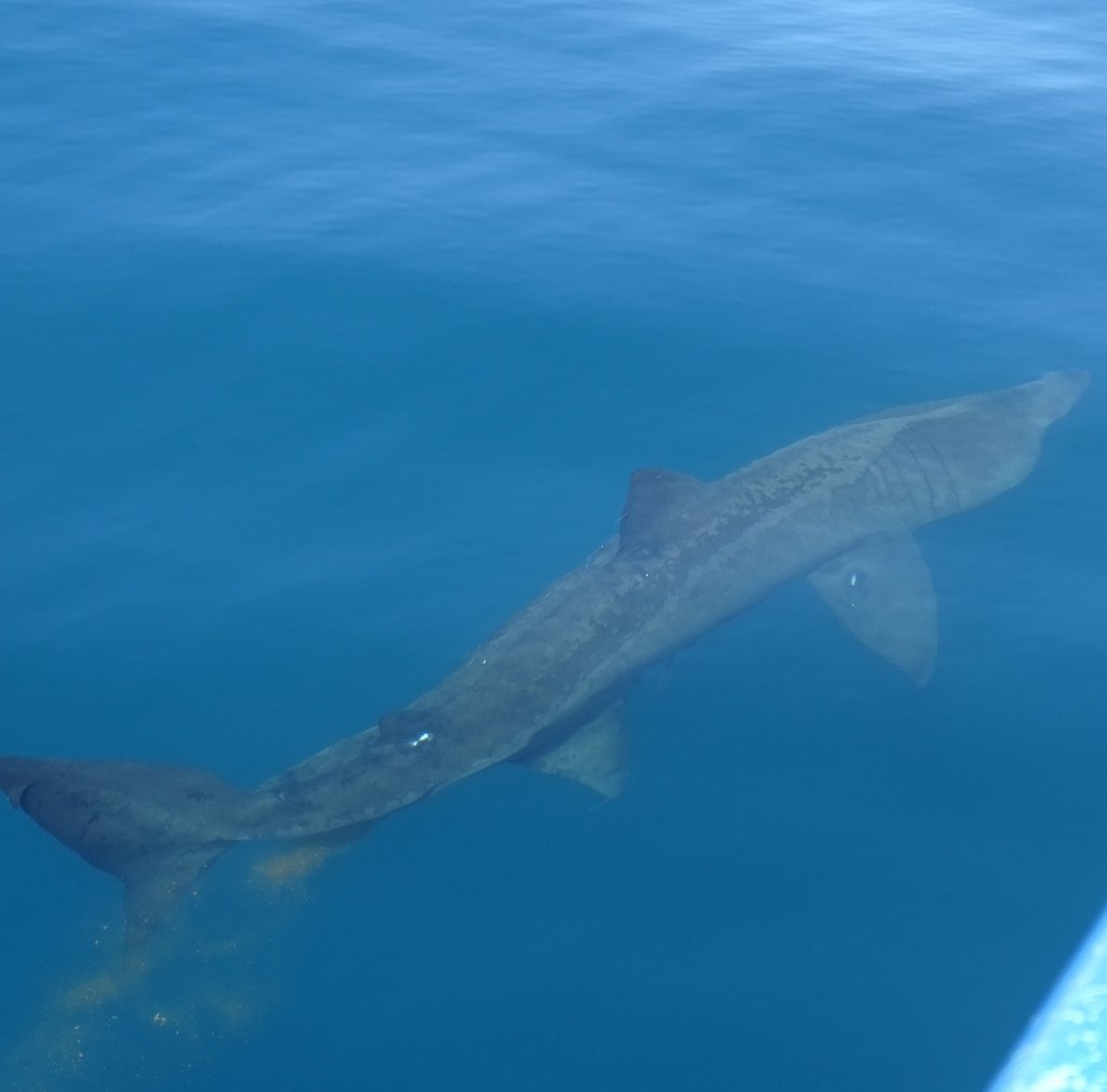 Basking Shark