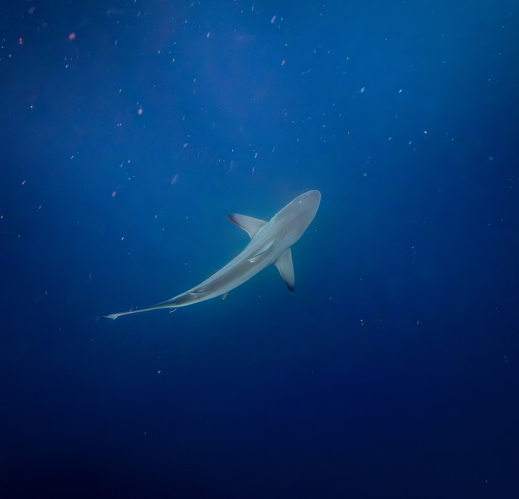 Blacktip Shark
