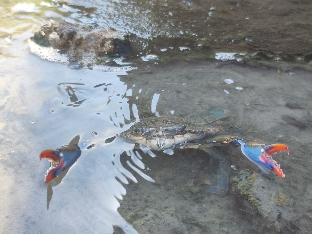 Blue Crab