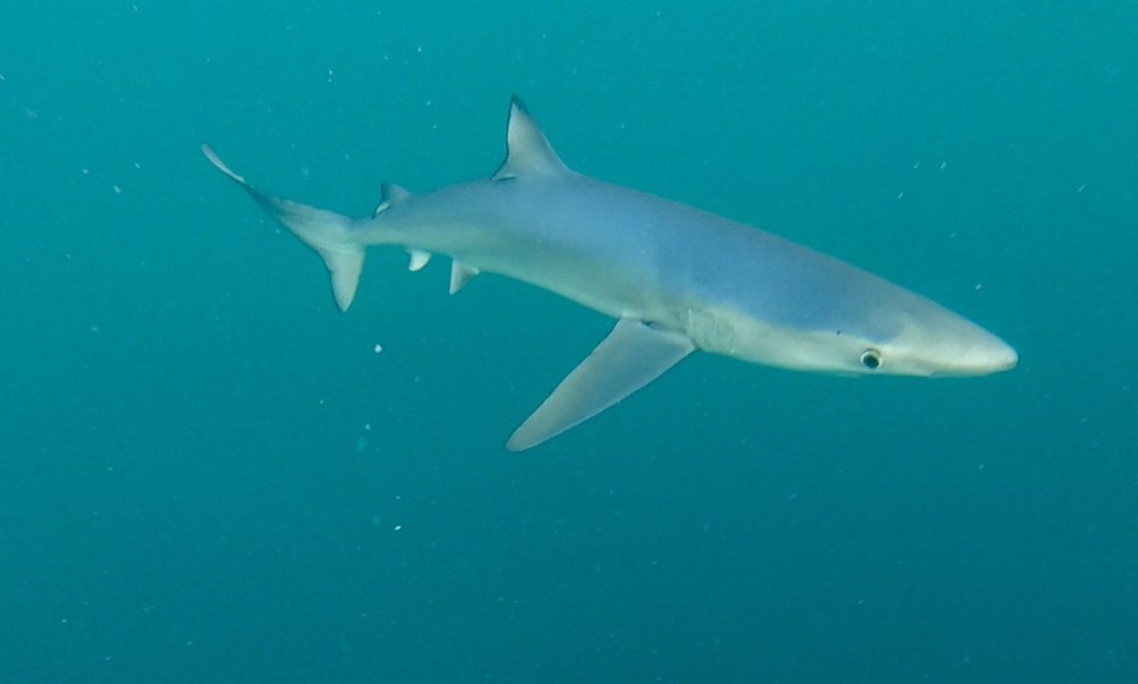 Blue Shark