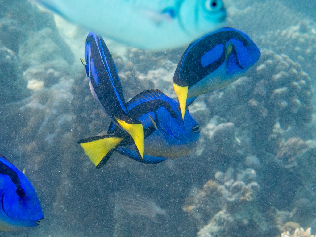 Blue Tang