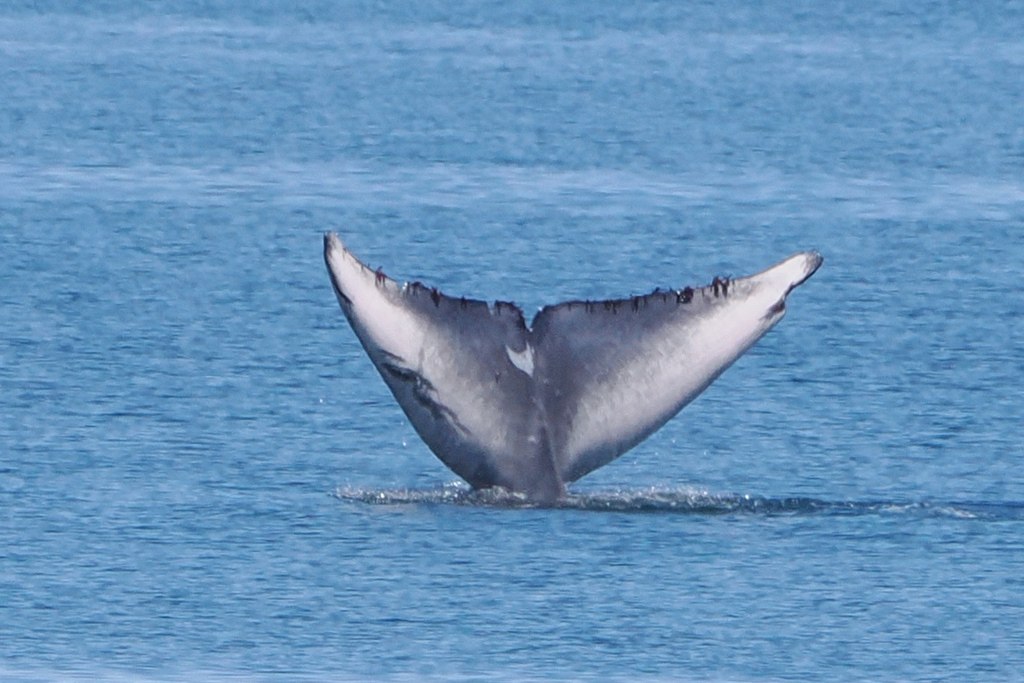 Blue Whale