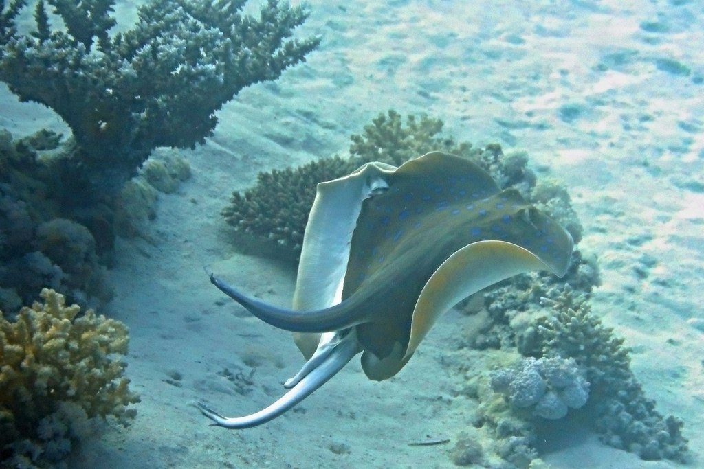 Bluespotted Stingray