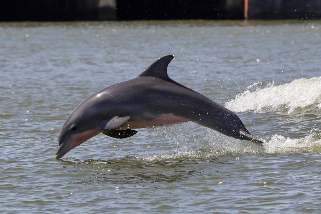 Bottlenose Dolphin