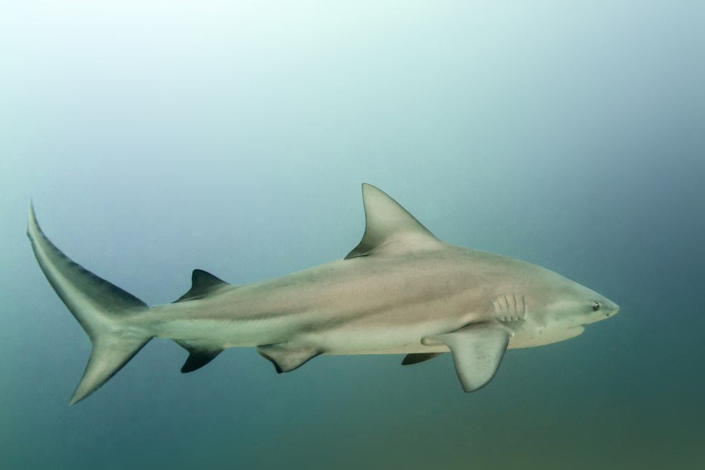 Bull Shark