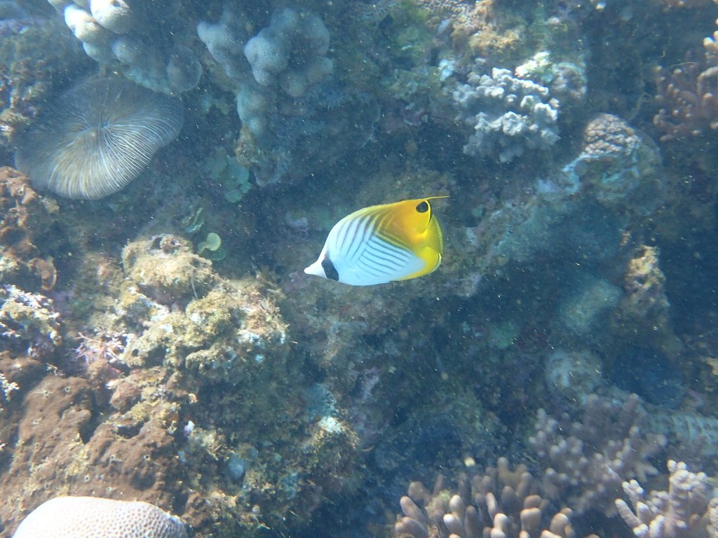 Poisson-papillon jaune