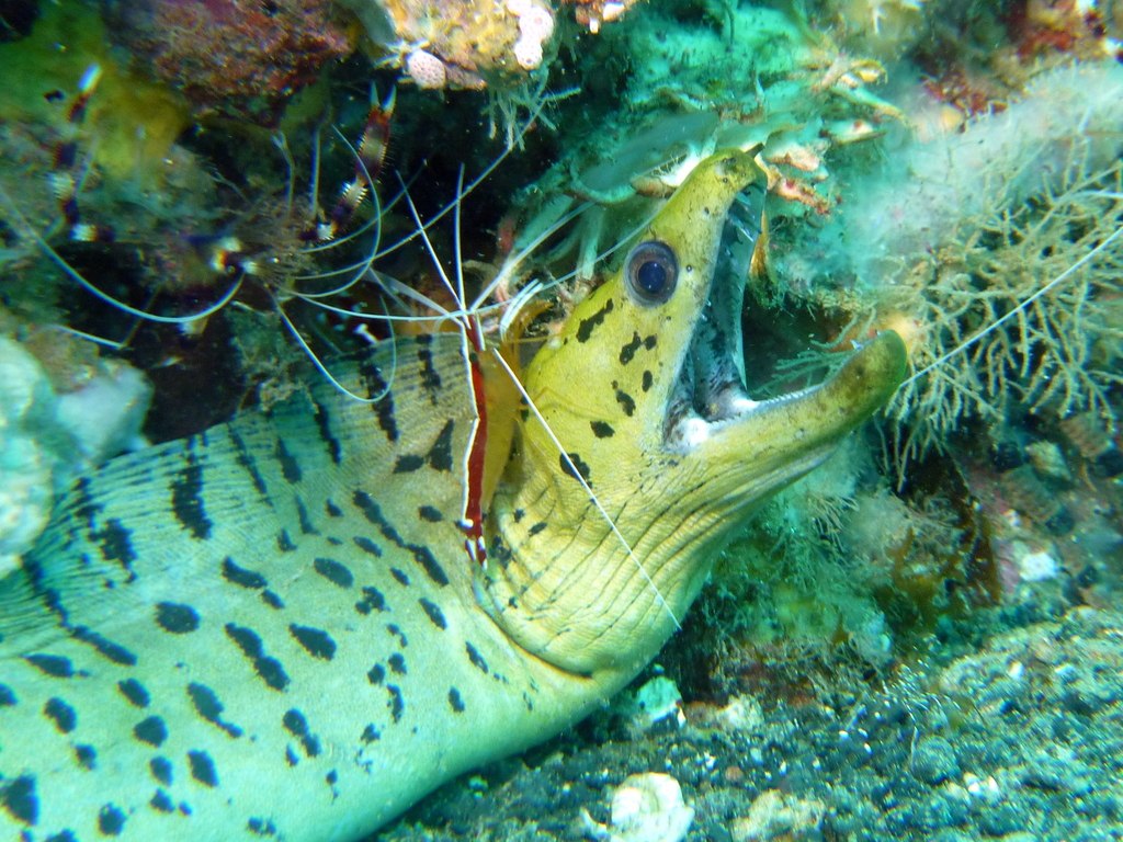 Cleaner Shrimp