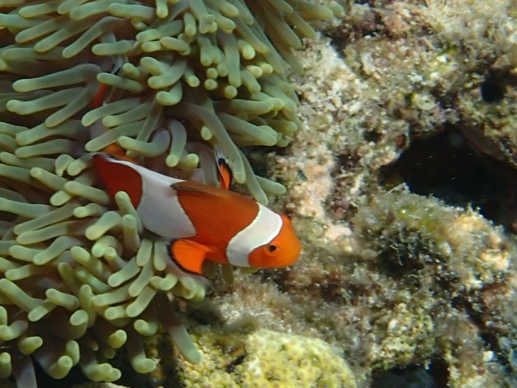 Clownfish
