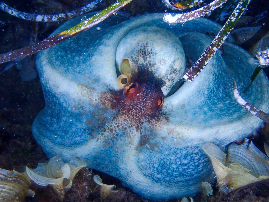 Common Octopus