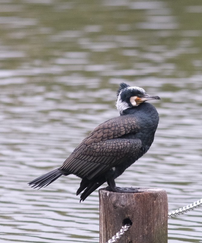 Cormorant