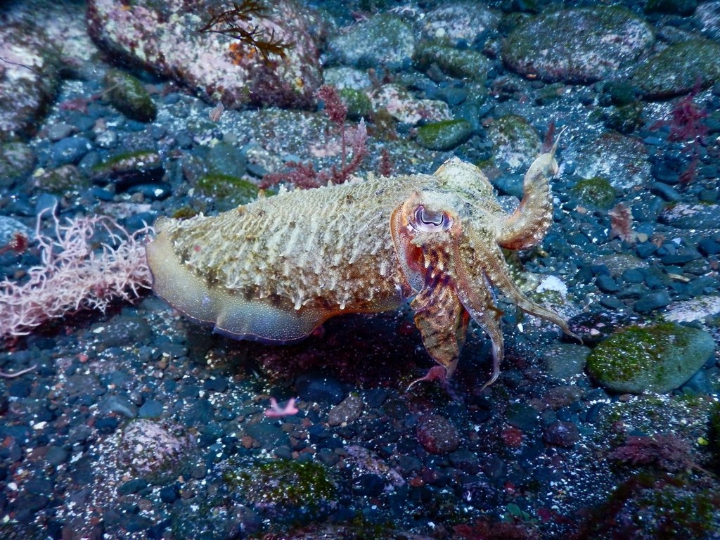 Cuttlefish