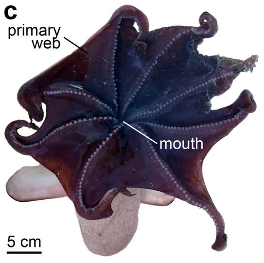 Dumbo Octopus
