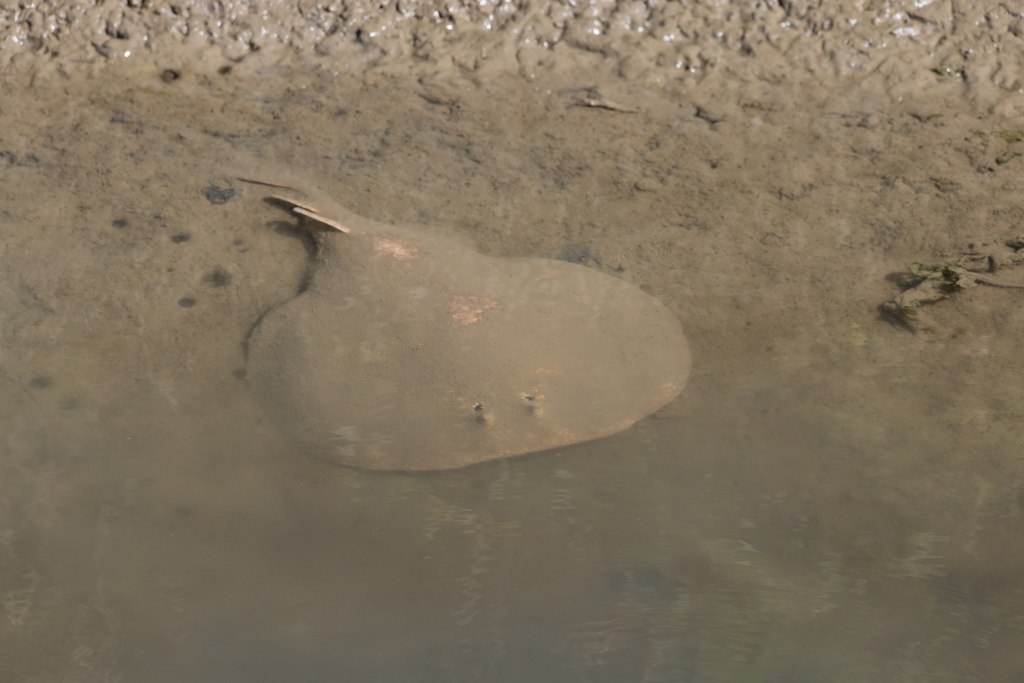 Electric Ray