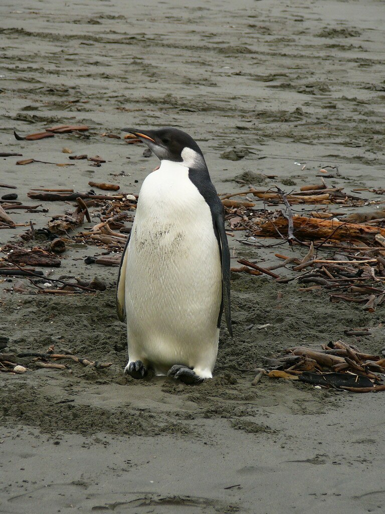 Emperor Penguin
