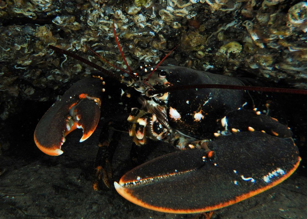 European Lobster