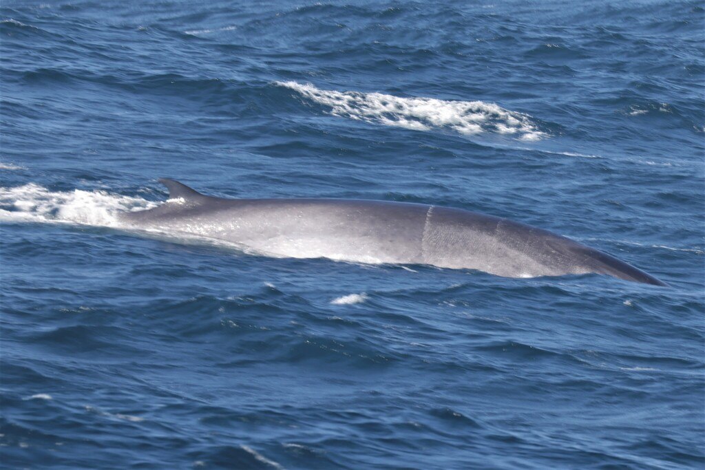 Fin Whale