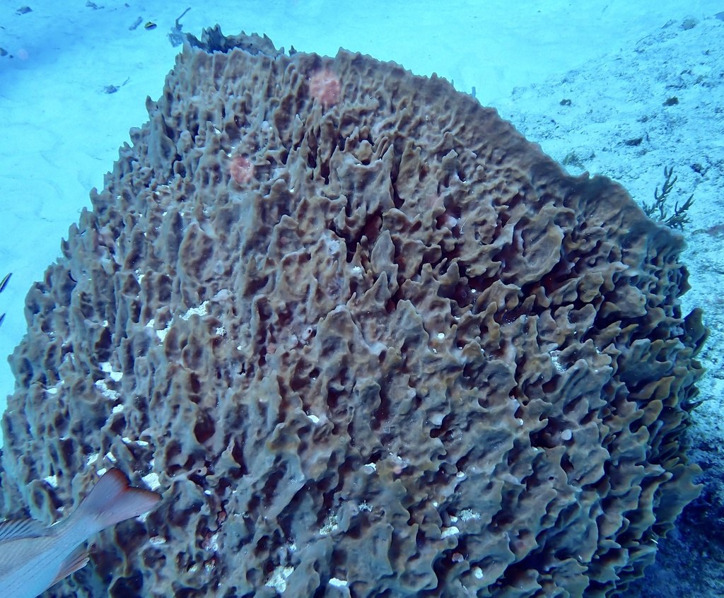 Giant Barrel Sponge