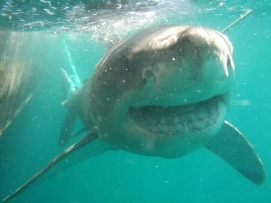 Great White Shark