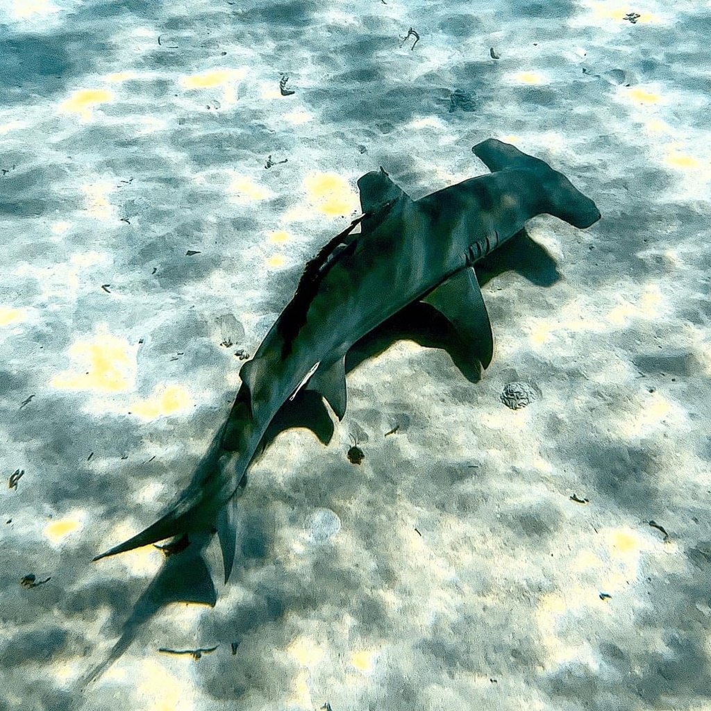 Hammerhead Shark