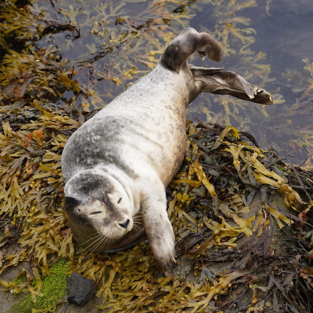 Harbour Seal