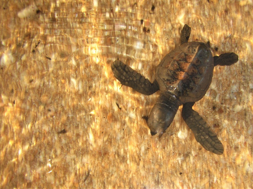 Hawksbill Turtle