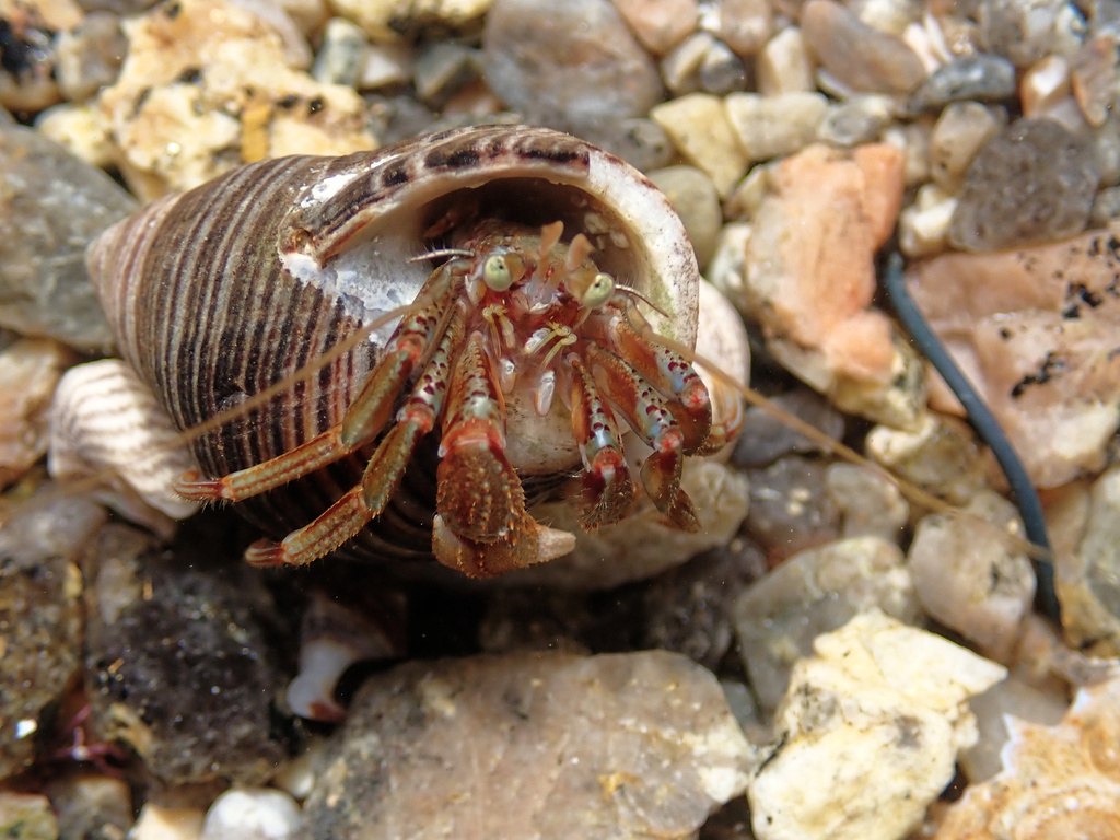 Hermit Crab