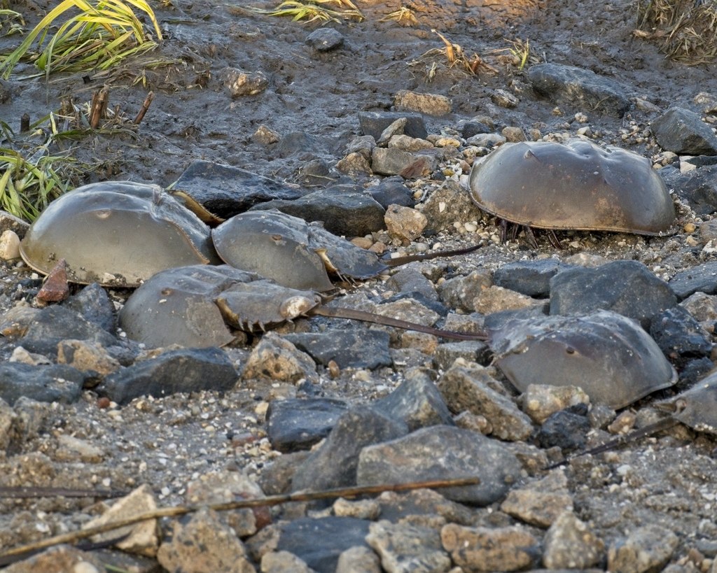 Horseshoe Crab