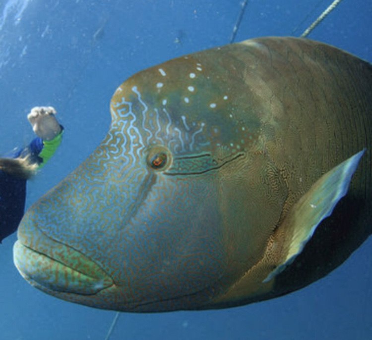 Napoléon (poisson)