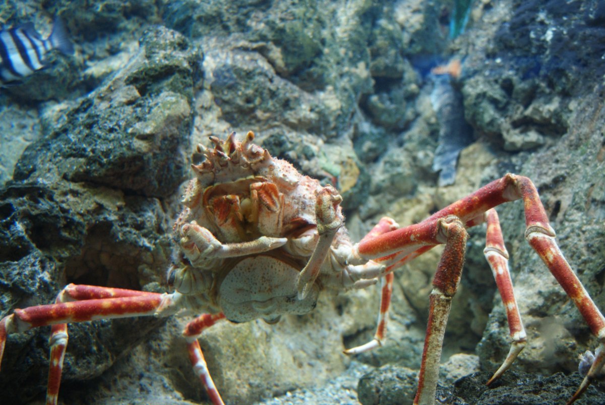 Japanese Spider Crab
