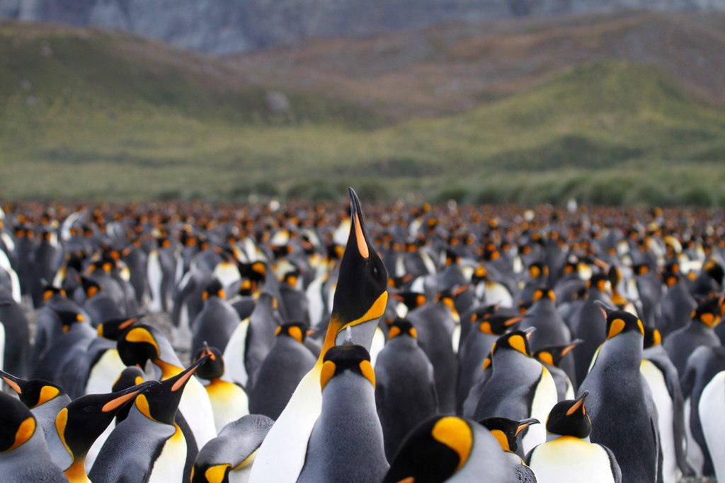 King Penguin