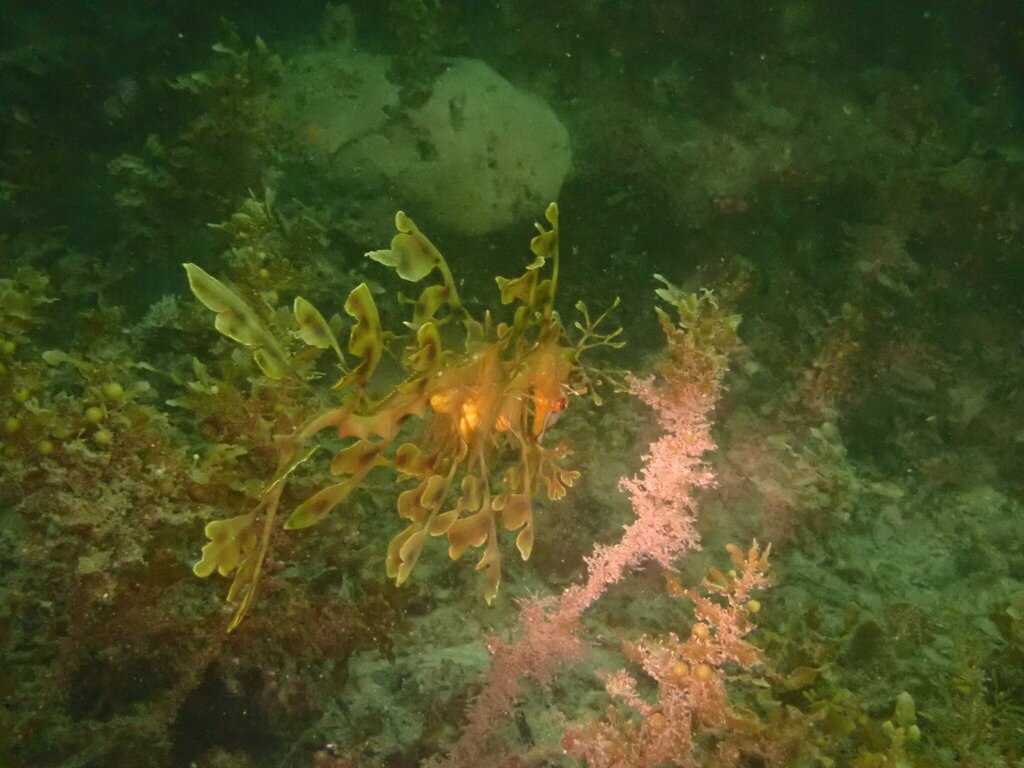 Phycodurus eques