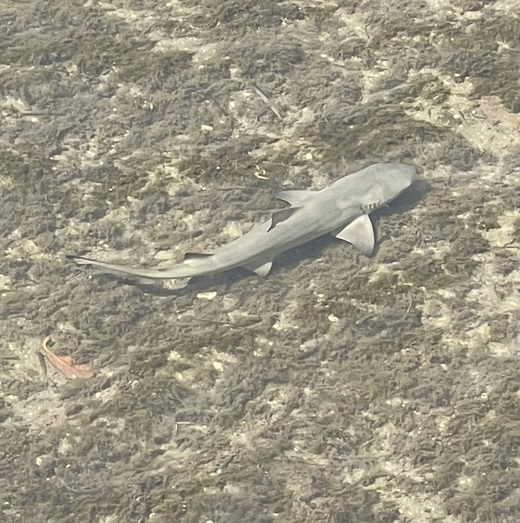 Lemon Shark