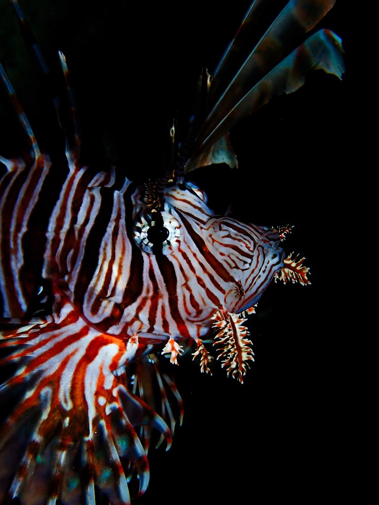 Lionfish