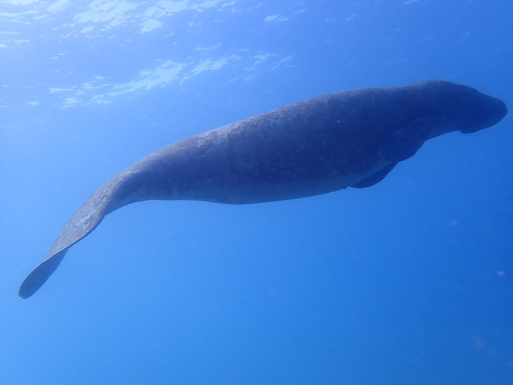 Karibik-Manati