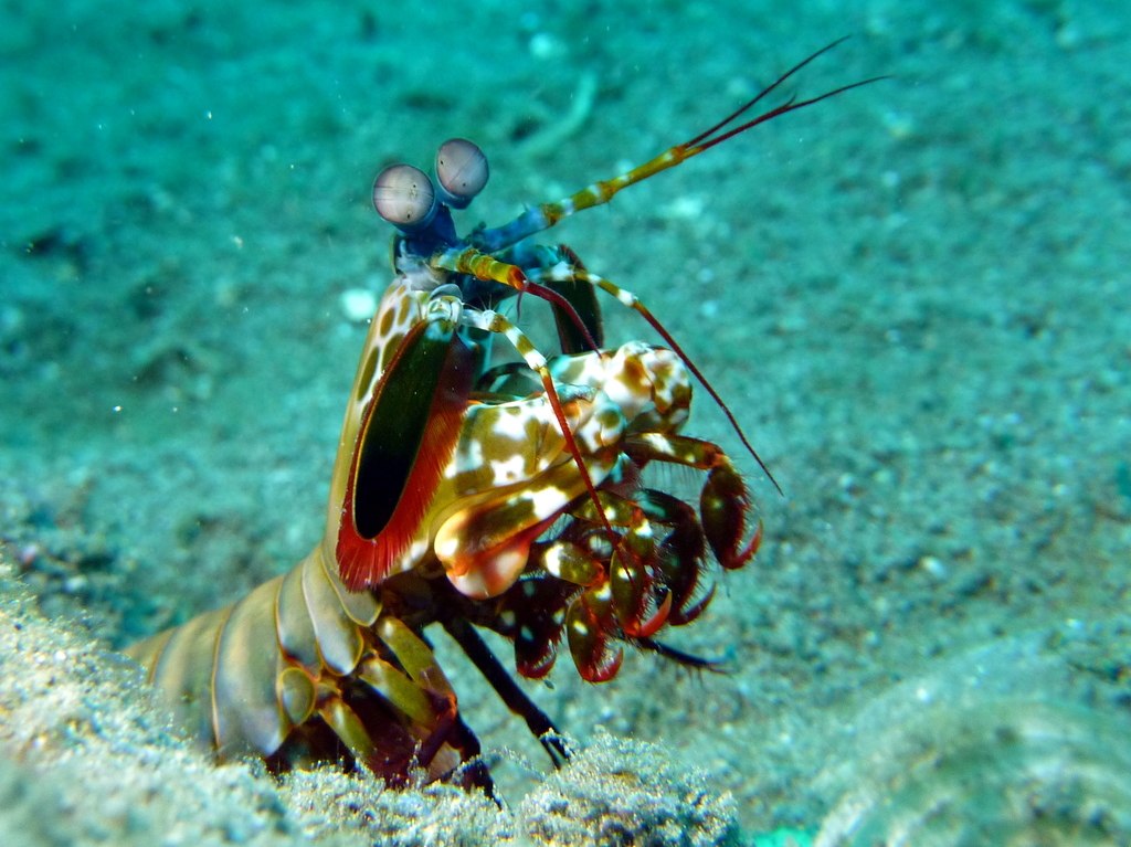 Mantis Shrimp