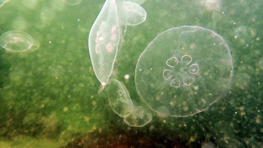 Moon Jellyfish