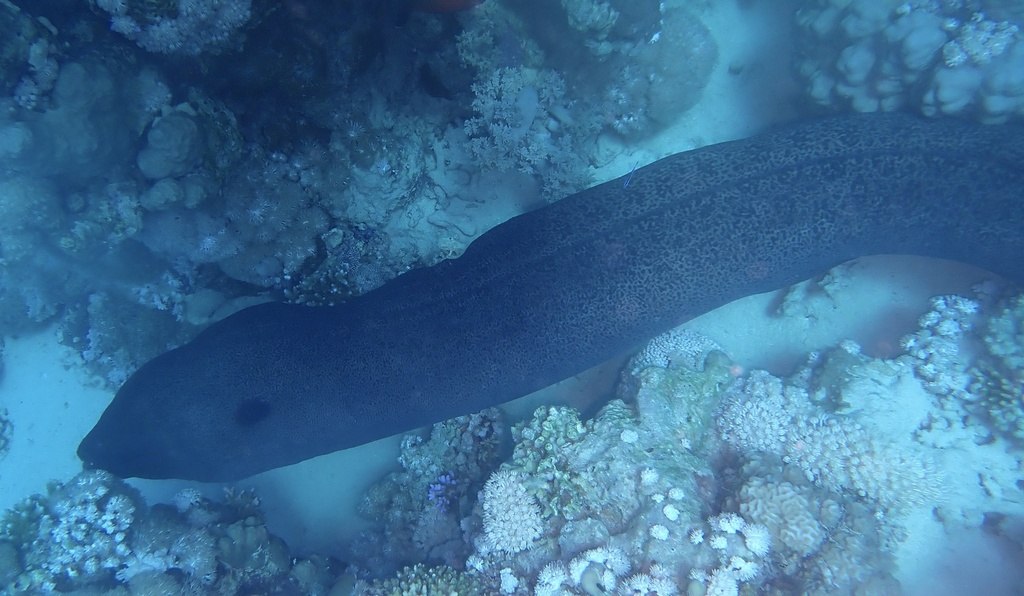 Moray Eel