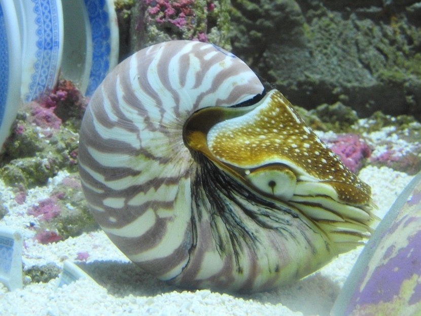 Nautilus