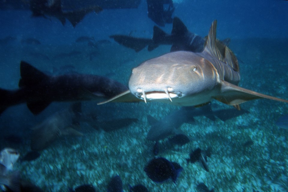 Nurse Shark