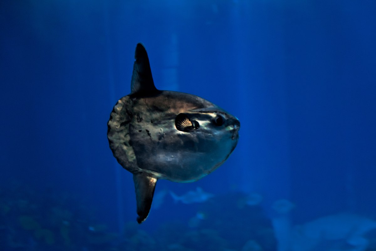 Môle (poisson)