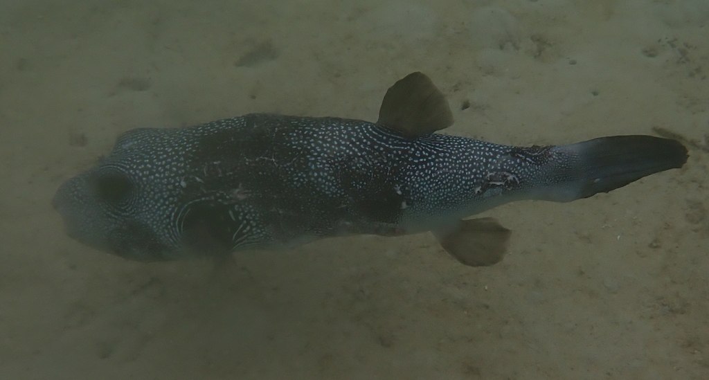Pufferfish