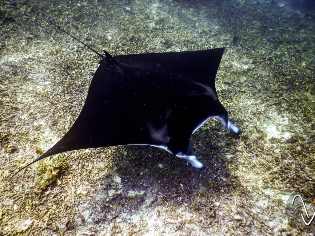 Reef Manta Ray