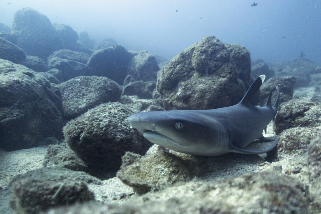 Reef Shark