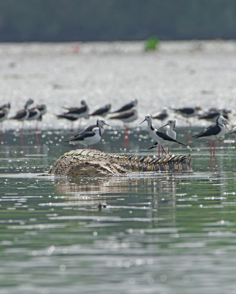 Saltwater Crocodile