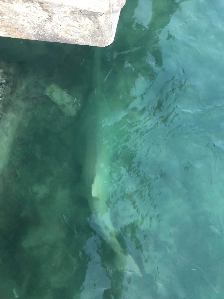 Sawfish