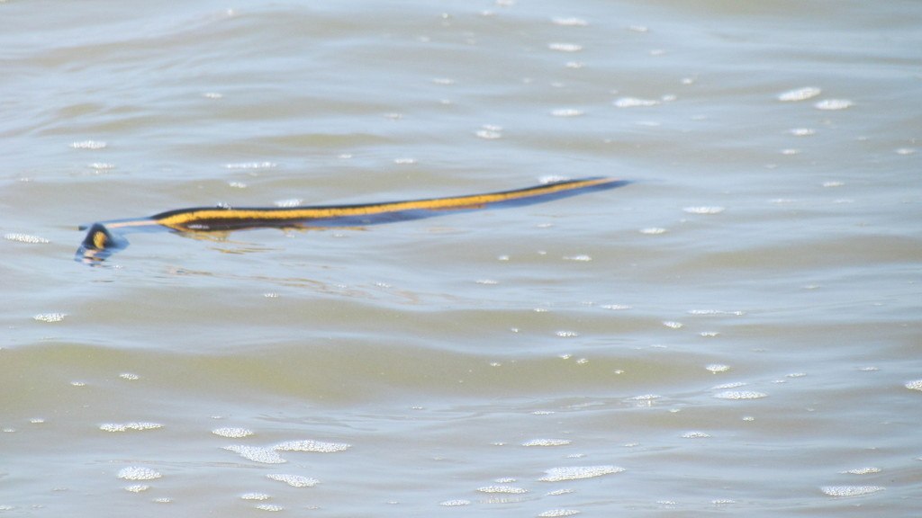 Sea Snake